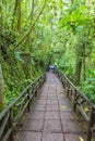 Costa Rican rain forest