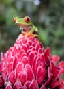 Costa Rican Red Eyed Tree Frog Agalychnis callidryas. Frogs Heaven, Costa Rica, Central America Royalty Free Stock Photo