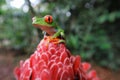 Costa Rican Red Eyed Tree Frog Agalychnis callidryas sitting on flower. Frogs Heaven, Costa Rica, Central America Royalty Free Stock Photo