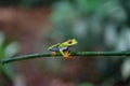 Costa Rican Red Eyed Treefrog Agalychnis callidryas on a tree branch. Frogs Heaven, Costa Rica, Central America Royalty Free Stock Photo