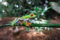 Costa Rican Red Eyed Treefrog Agalychnis callidryas on a tree branch. Frogs Heaven, Costa Rica, Central America Royalty Free Stock Photo