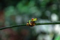 Costa Rican Red Eyed Treefrog Agalychnis callidryas on a tree branch. Frogs Heaven, Costa Rica, Central America Royalty Free Stock Photo