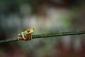 Costa Rican Red Eyed Treefrog Agalychnis callidryas on a tree branch. Frogs Heaven, Costa Rica, Central America Royalty Free Stock Photo