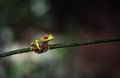 Costa Rican Red Eyed Treefrog Agalychnis callidryas on a tree branch. Frogs Heaven, Costa Rica, Central America Royalty Free Stock Photo