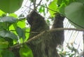 Costa Rican Three-toed Sloth Royalty Free Stock Photo