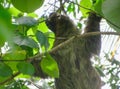Costa Rican Three-toed Sloth Royalty Free Stock Photo