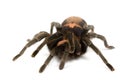 Costa Rican Tiger Rump Tarantula Royalty Free Stock Photo