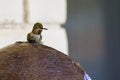 Costa\'s Hummingbird perched atop globe water fountain bathing