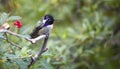 Costa`s hummingbird Calypte costae, adult male Royalty Free Stock Photo