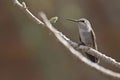 Costa`s Hummingbird, Calypte costae, perched Royalty Free Stock Photo