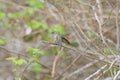 Costa`s hummingbird dancing on tree branch