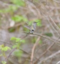 Costa`s hummingbird dancing on tree branch