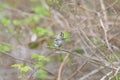 Costa`s hummingbird dancing on tree branch