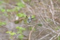 Costa`s hummingbird dancing on tree branch