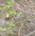 Costa`s hummingbird dancing on tree branch