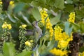 Costa`s hummingbird feeding on flowers