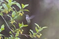 Costa`s hummingbird feeding on flowers