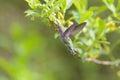 Costa`s hummingbird feeding on flowers