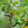 Costa`s hummingbird feeding on flowers
