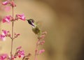 Costa`s Hummingbird Feeding on Soft Pink Flowers