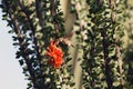 Costa`s Hummingbird feeds on the red flower of an Ocotillo cactus with a Giant Saguaro in the background