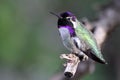 Costa's Hummingbird Iridescence