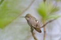 Costa`s hummingbird resting on tree branch