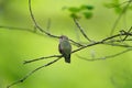 Costa`s hummingbird resting on tree branch