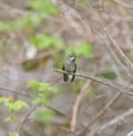 Costa`s hummingbird resting on tree branch