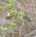 Costa`s hummingbird resting on tree branch