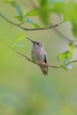 Costa`s hummingbird resting on tree branch