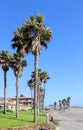 Costal Palms along Mandalay Beach Walkway, Oxnard, CA