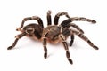 Costarican Zebra Tarantula, also known as the Striped-knee Tarantula Aphonopelma seemanni, this spider inhabits most of western Royalty Free Stock Photo