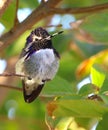 Costas hummingbird in Costa Rica