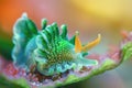 Costasiella Kuroshimae, Sea Sheep Macro Photo, Color Sea Slugs Closeup, Sheep Nudibranch