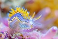 Costasiella Kuroshimae, Sea Sheep Macro Photo, Color Sea Slugs Closeup, Sheep Nudibranch