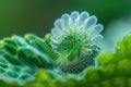 Costasiella Kuroshimae, Sea Sheep Macro Photo, Color Sea Slugs Closeup, Sheep Nudibranch