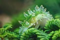 Costasiella Kuroshimae, Sea Sheep Macro Photo, Color Sea Slugs Closeup, Sheep Nudibranch