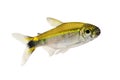Costello tetra Hemigrammus hyanuary aquarium fish green neon