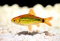 Costello tetra Hemigrammus hyanuary aquarium fish green neon Royalty Free Stock Photo