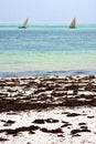 Costline boat in the blue lagoon relax of zanzibar africa