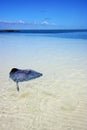 Costline breed fish in the blue lagoon relax of isla contoy