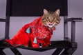 Chinese New Year. Funny cat in a red dress with his tongue hanging out.. Striped brown cat and Chinese New Year. Royalty Free Stock Photo