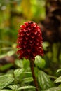 costus barbatus beautiful red flowering plant spiral ginger species