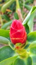 Costus Barbatus or fishing rod is a type of ginger plant an ornamental and herbal plant Royalty Free Stock Photo