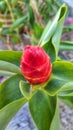 Costus Barbatus or fishing rod is a type or ginger plant, an ornamental and herbal plant Royalty Free Stock Photo