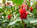 Costus barbatus flower