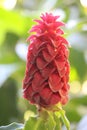 Costus barbatus or Red Tower Ginger Royalty Free Stock Photo