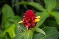 Costus barbatus - spiral ginger flower. Beautiful red and yellow flower. Royalty Free Stock Photo