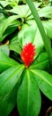 Costus Barbatus Suess